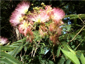 Blossoming/Mimosa_Blossom.jpg