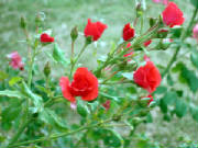 Blossoming/Rose_Buds.jpg
