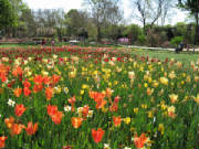 Blossoming/Tulips_Dallas_Arboretum.jpg