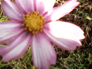 Blossoming/Cosmos_closeup.jpg