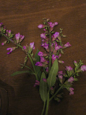 Magical_Herbalism/Sage_for_purify_bath_May1_2010.jpg