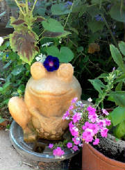 flowers_more/Frog_with_morningglory.jpg