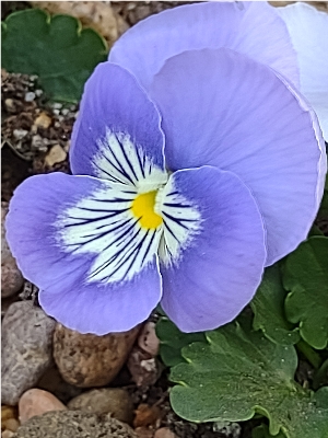 flowers_more/2023_Pansy_Purple_Closeup.jpg