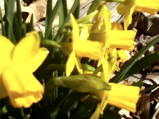 flowers_more/Daffodils_mini_March2016.jpg