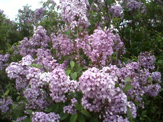 flowers_more/Lilac_closeup.jpg