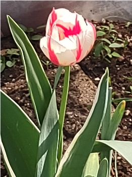 flowers_more/Striped_Tulip2.jpg